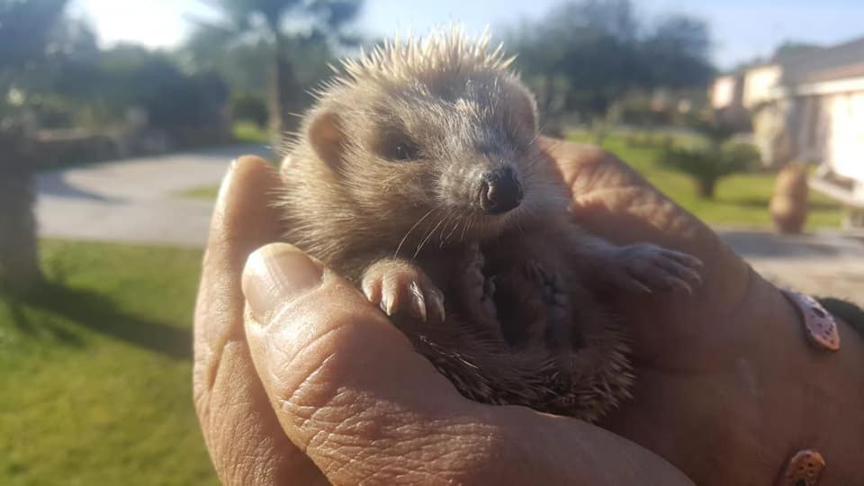 Agriturismo Sa Ruda カブラス エクステリア 写真